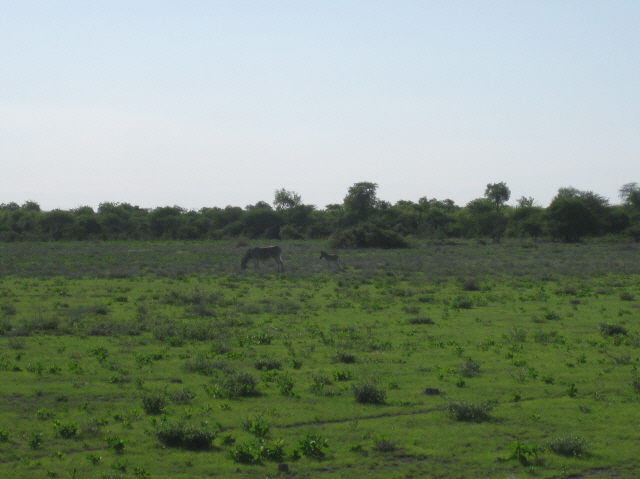 Etosha 367.jpg